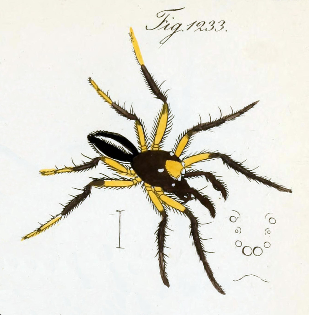 Amycus spectabilis