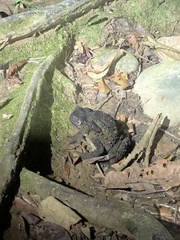 Phrynoidis juxtasper