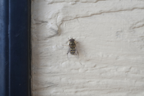 Unknown species found near West Glacier, MT, USA