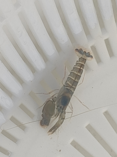 Alpheus lobidens observed 2025-09-13