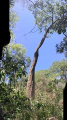 Pseudobombax septenatum