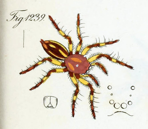 Eris illustris