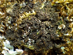 Collema nigrescens