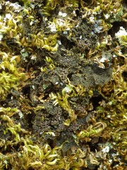 Collema nigrescens