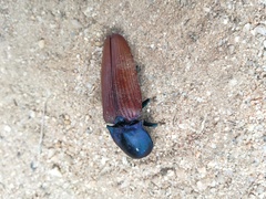 Chalcolepidius rubripennis