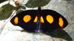 Catonephele numilia esite