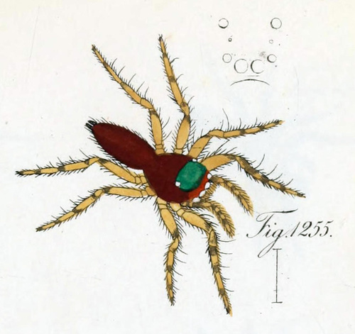 Freya rubiginosa