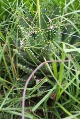 Aloe brevifolia