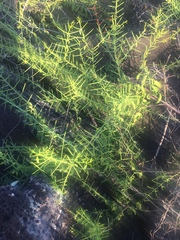 Scutia spicata pauciflora