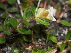Mitrasacme pilosa