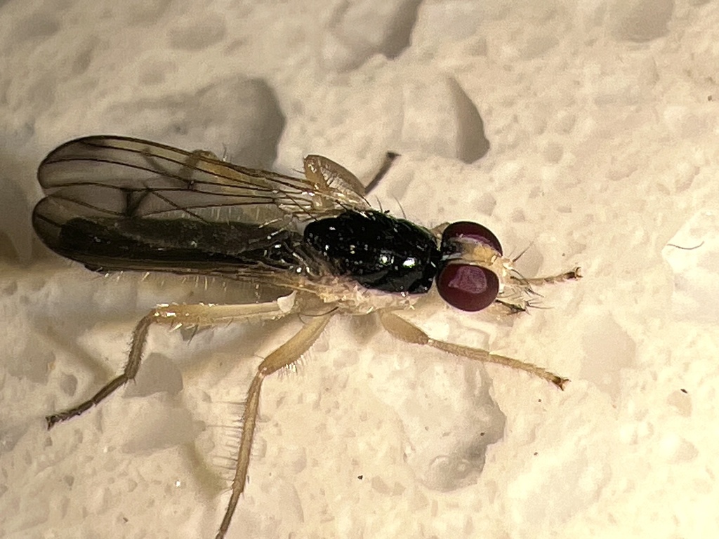 Cordilura munda