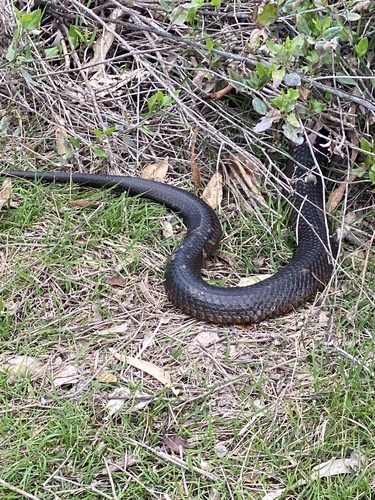 Lowlands Copperhead sighting