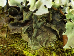 Leptogium cochleatum