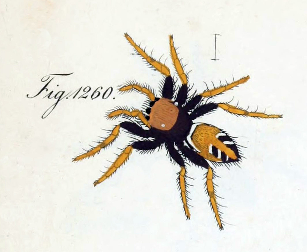 Evarcha amabilis