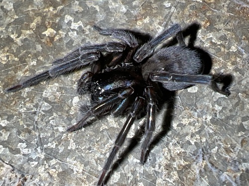 Black Laceweaver photo 6