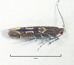 Pyroderces apparitella