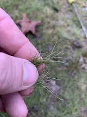 Eleocharis baldwinii