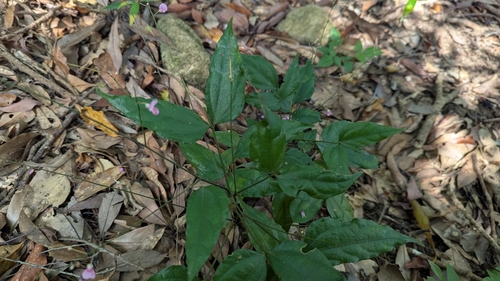 Hylodesmum leptopus iNat (1)