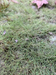 Eleocharis baldwinii