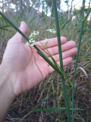 Tiedemannia filiformis image