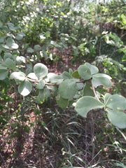 Leuenbergeria guamacho