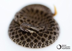 Crotalus triseriatus