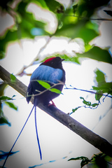 Chiroxiphia linearis