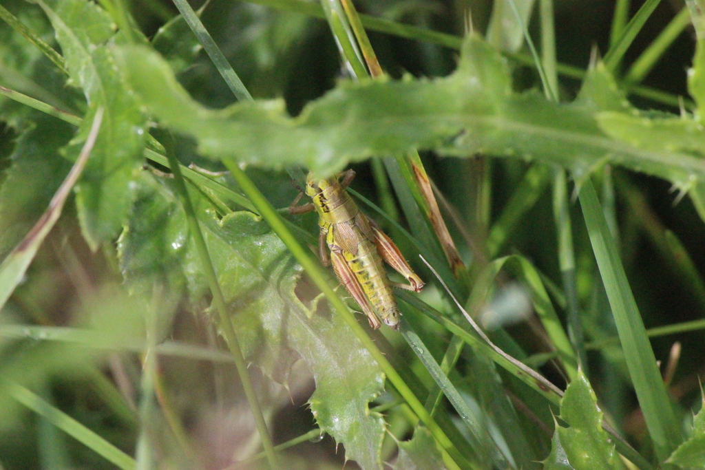 Long-toed Grasshopper