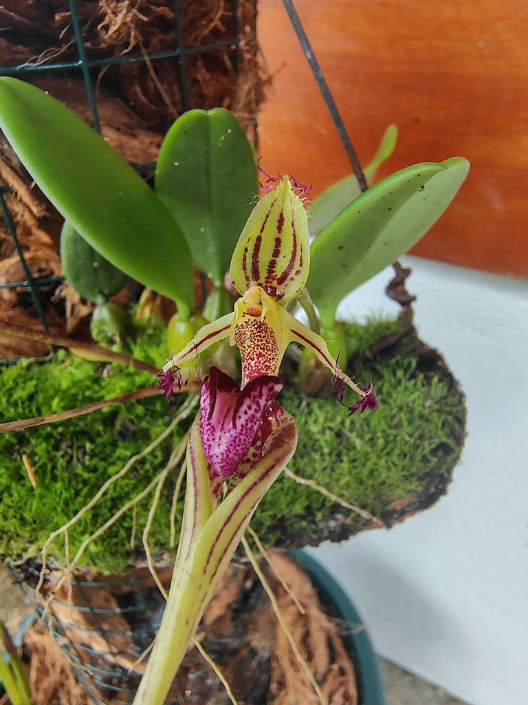 Bulbophyllum putidum 'Giant' 