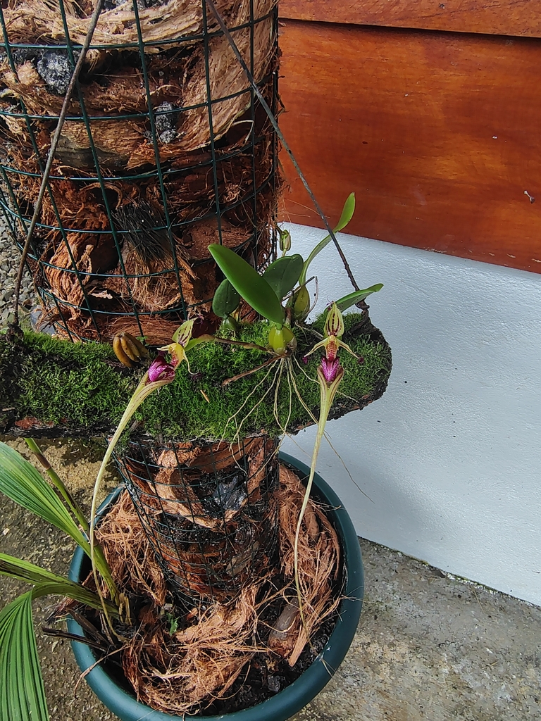 Bulbophyllum putidum 'Giant'  2