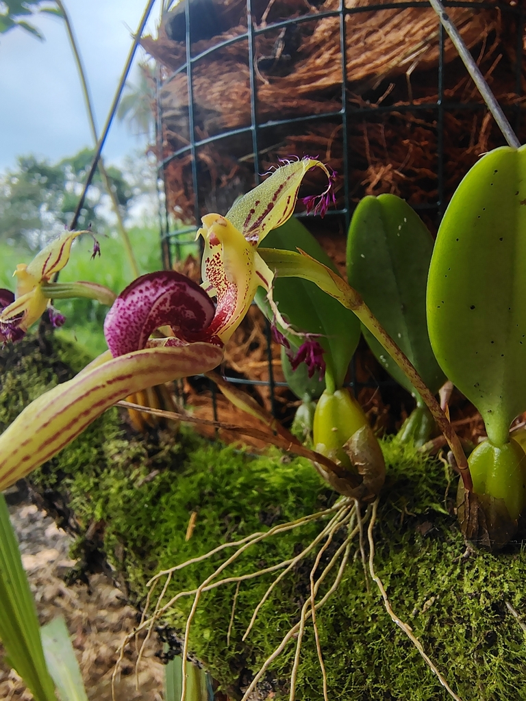 Bulbophyllum putidum (Teijsm. & Binn.) J.J.Sm. 3