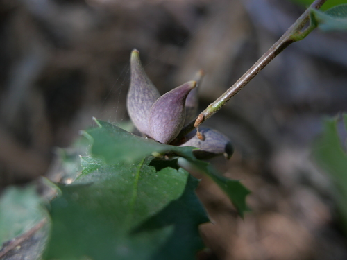 iNaturalist observation photo of Beaked Spindle Gall Wasp