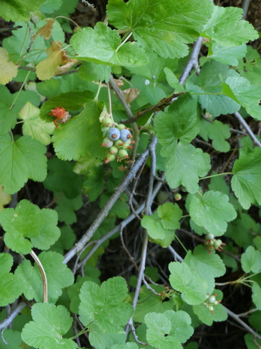 iNaturalist observation photo of mountain pink currant