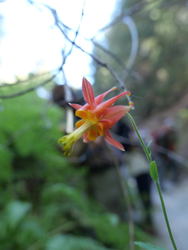 iNaturalist observation photo of western columbine