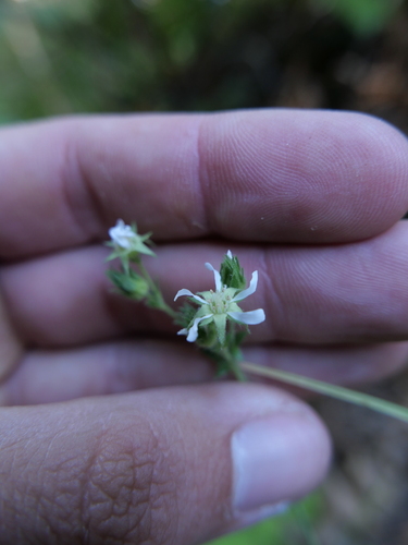 iNaturalist observation photo of Horkelia
