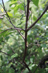 Sida glabra