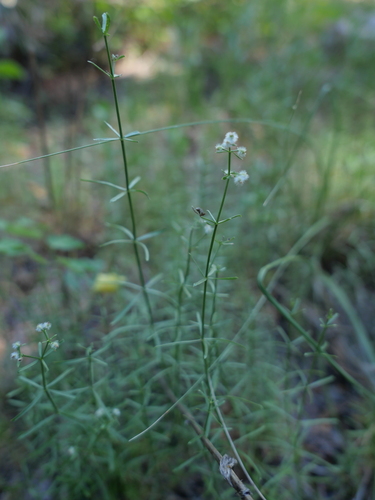 iNaturalist observation photo of Narrow-leaved Bedstraw