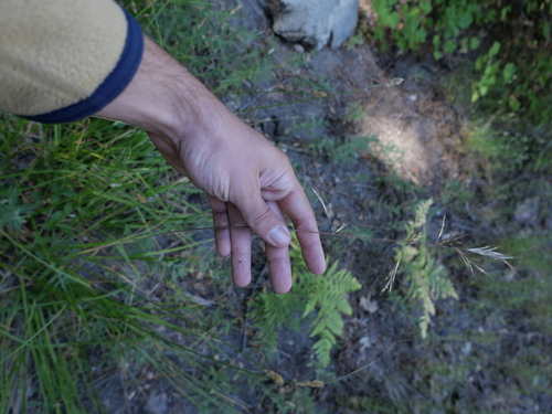 iNaturalist observation photo of California brome