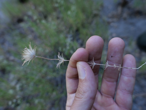 iNaturalist observation photo of Leptosiphon