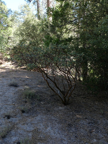 iNaturalist observation photo of Pringle's manzanita