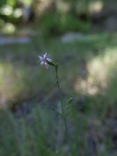 iNaturalist observation photo of San Francisco Campion