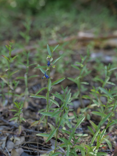 iNaturalist observation photo of Grayleaf Skullcap