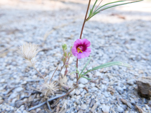 iNaturalist observation photo of Fremont's monkeyflower