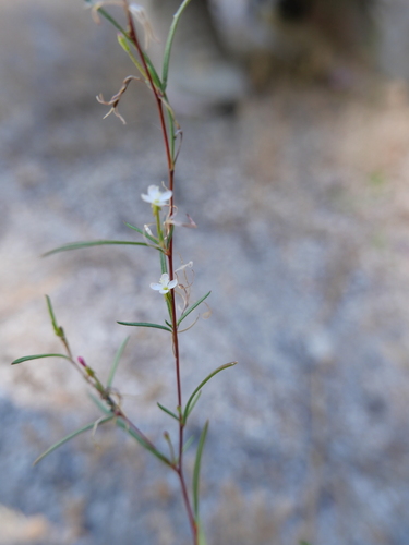 iNaturalist observation photo of groundsmoke