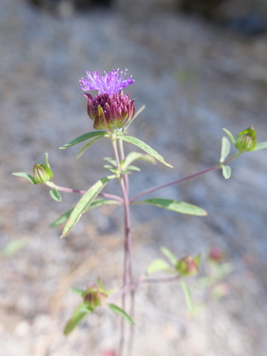 iNaturalist observation photo of Brewer's Monardella