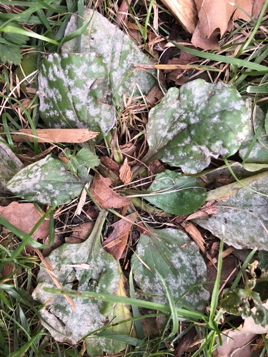 Golovinomyces sordidus