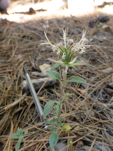 iNaturalist observation photo of Yellow monardella