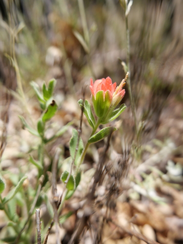 iNaturalist observation photo of Paintbrushes