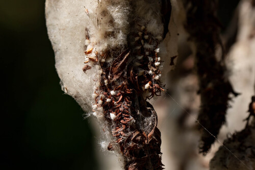 iNaturalist observation photo of Arroyo Willow