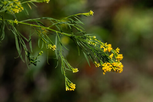 iNaturalist observation photo of western goldenrod